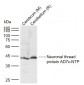Neuronal thread protein AD7c-NTP Rabbit pAb